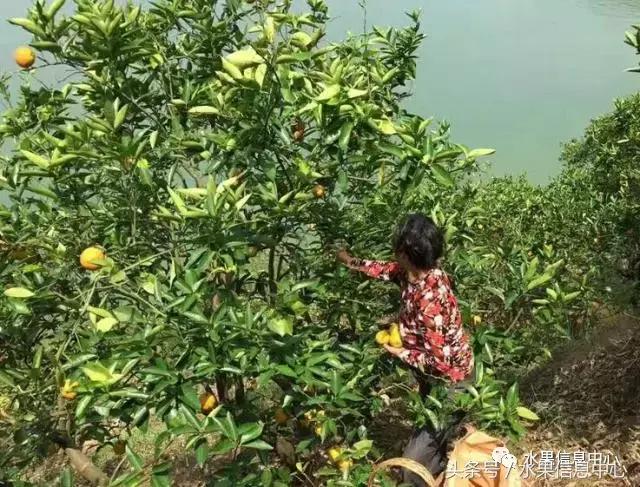橙子产地 橙子产地（橙子产地主要在哪个省） 生活