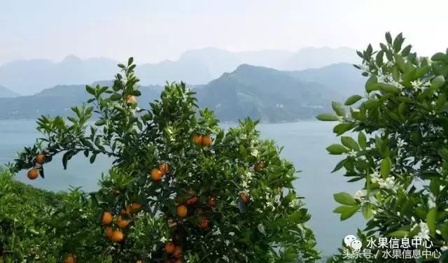 橙子产地 橙子产地（橙子产地主要在哪个省） 生活
