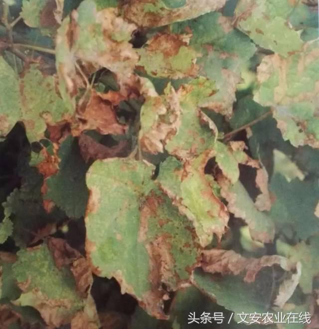 葡萄病虫害图谱整理（14病害+8虫害）1