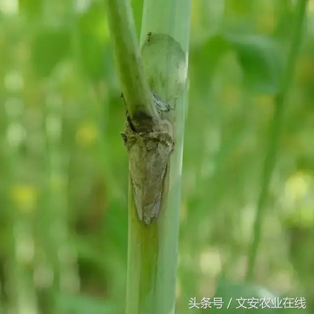 油菜病虫害图解「完全版」5