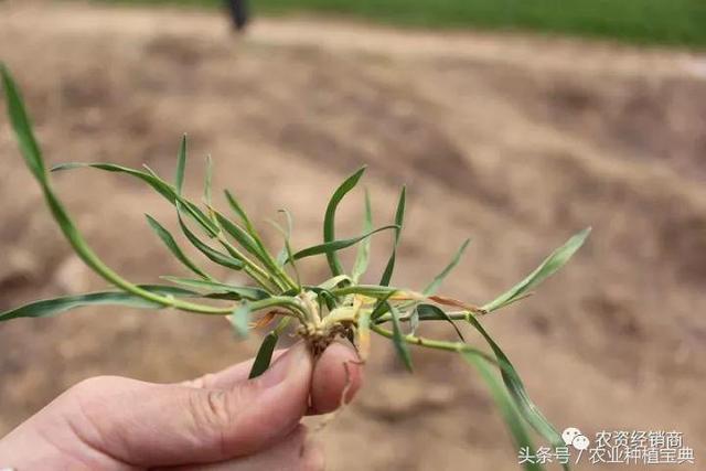 双氟唑草酮、甲基二磺隆 除草剂混配效果与安全性2