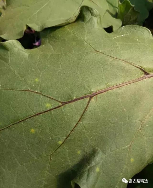 茄子叶霉病防治技术1