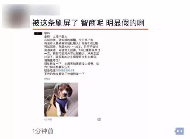 比格犬论坛