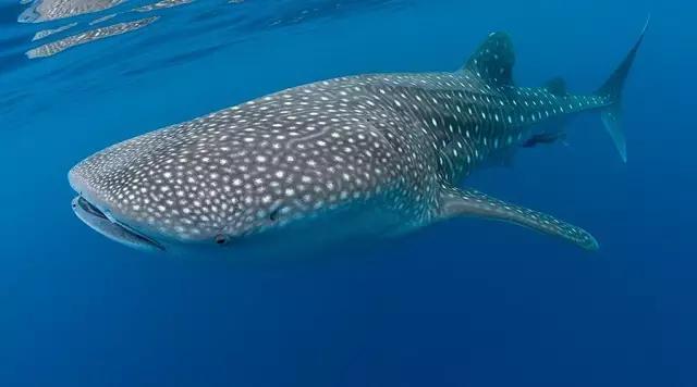 最大的鲸鲨有多少米(世界上最大的鲸鲨视频)