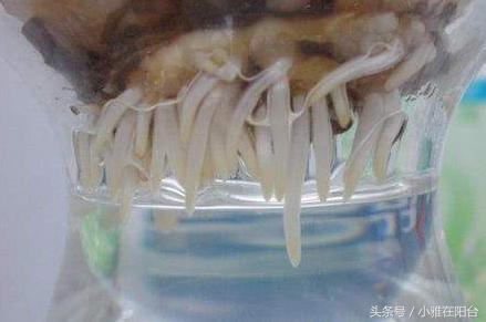 风信子开花后怎么处理