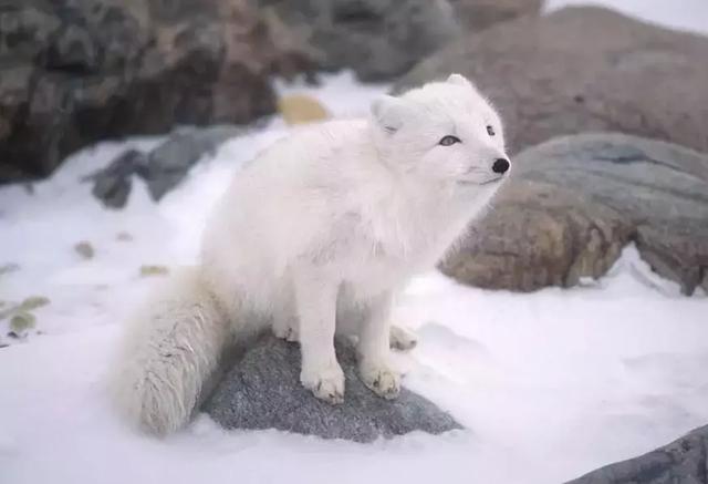动物是怎样过冬的 动物是怎样过冬的（动物们是怎样过冬的呢） 动物