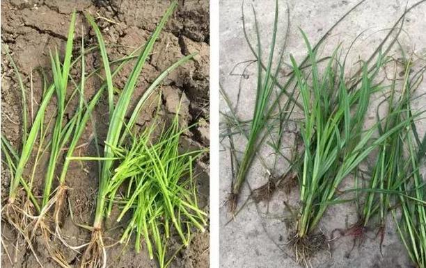 水稻田杂草越来越难防除，农资经销商怎么卖好水稻田除草剂？