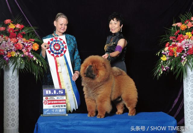 北京松狮犬舍