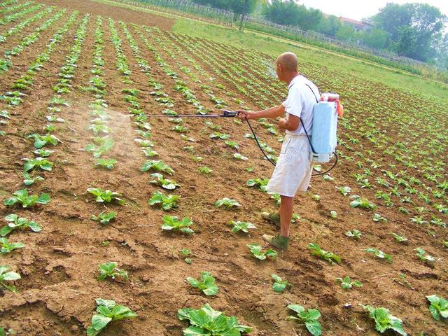 蔬菜种植生产上常用农药介绍说明：杀虫剂（上）