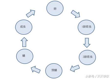 史上最全，柑橘20种常见害虫认识与防治方法！（上）3