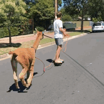 草泥马头像(骂人专用头像)-东哥百科