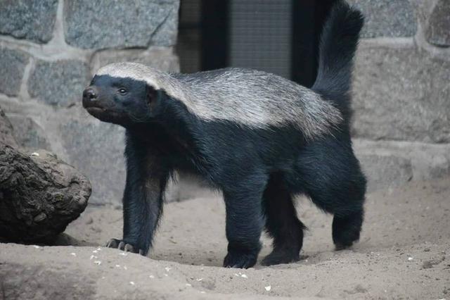 平头哥是什么动物平头哥的天敌是什么动物