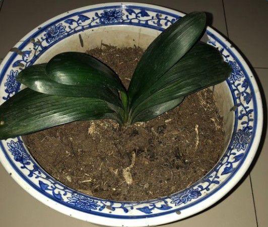 啤酒浇花适合各种花吗(过期的啤酒适合浇哪些花)