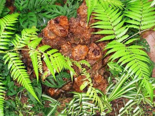 金毛狗脊(金毛狗脊产量) 资讯 第4张