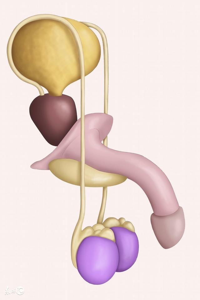 龟头角化是什么意思