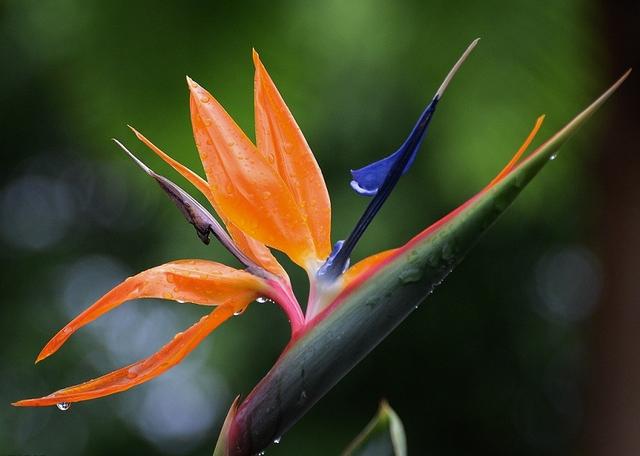 天竺葵花语