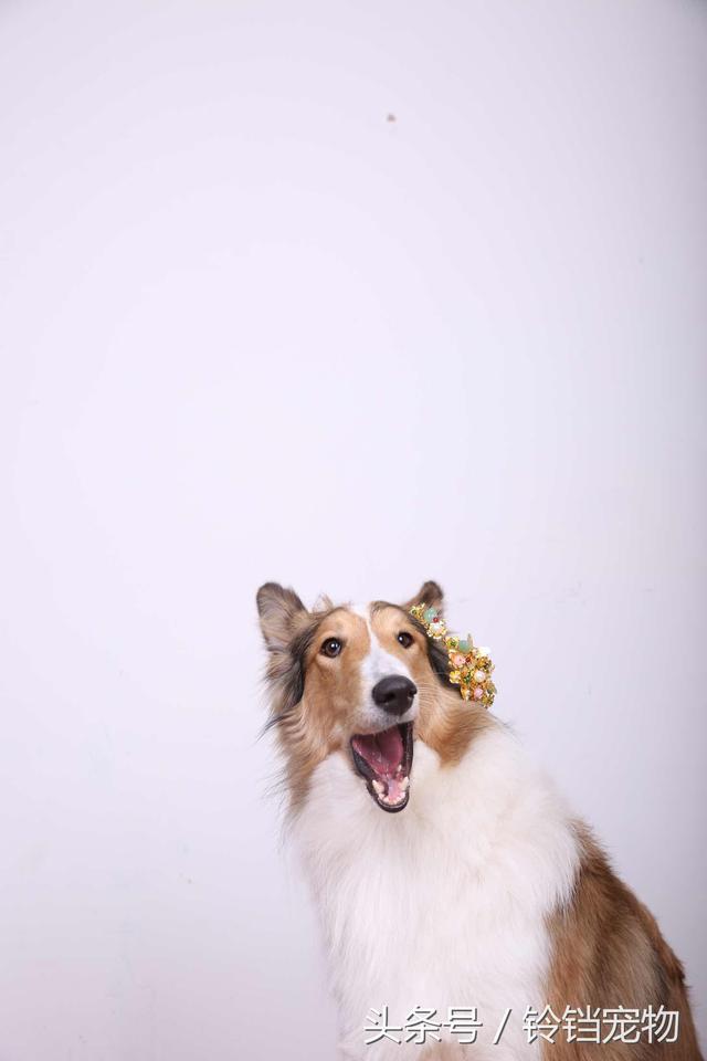牧羊犬在线论坛 牧羊犬在线论坛