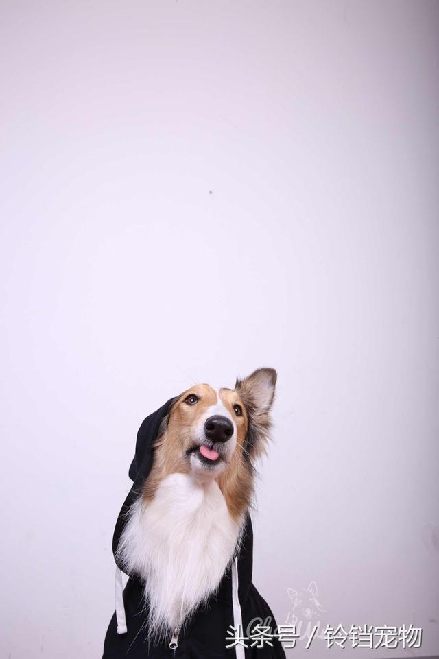 牧羊犬在线论坛 牧羊犬在线论坛
