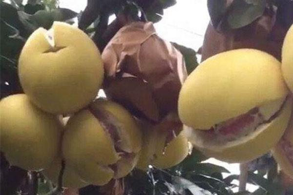 为啥会有“柚子笑了，果农哭了”的事发生，真的是果农喷催熟剂？3
