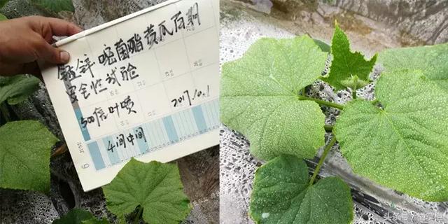 说说这个杀菌剂为何能让植物病害防治变得简单高效9