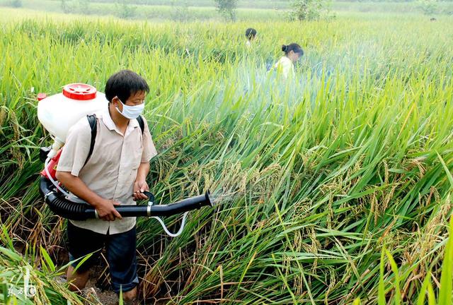 生物杀虫剂与化学杀虫剂究竟有啥区别？3