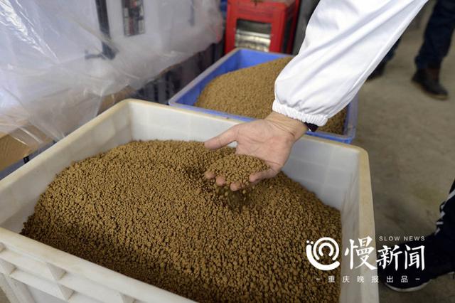 霸王角蛙寿命