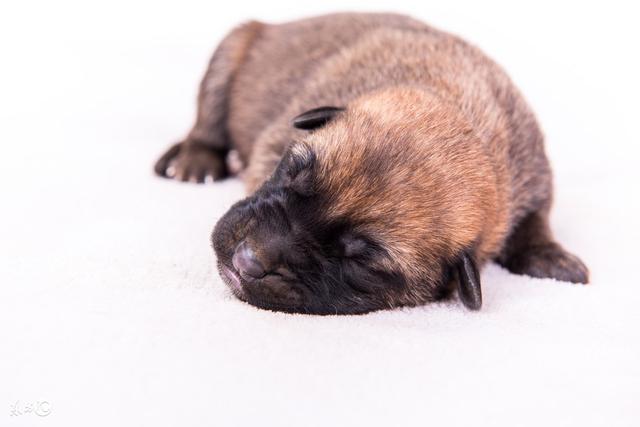 比利时玛丽诺牧羊犬图片