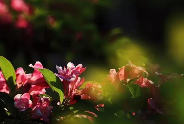 花语代表健康美丽的花（花语前程似锦之锦带花）(20)