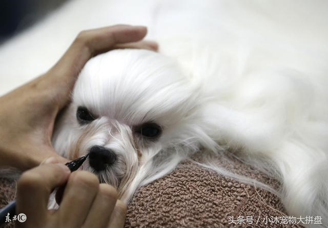 狗狗驅蟲是去醫院還是在家(給狗狗驅蟲要到醫院嗎)-艾拉養犬