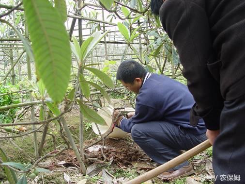 农药、杀菌剂灌根的注意事项和正确方法8