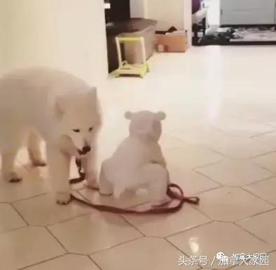 小白熊犬