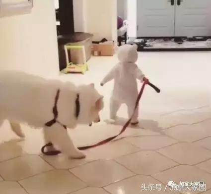 小白熊犬