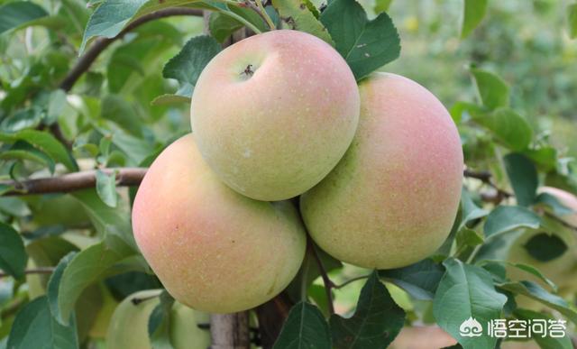 苹果树一年打几次药比较好，需要打什么农药，什么时候喷药好？