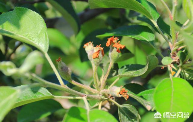 苹果树一年打几次药比较好，需要打什么农药，什么时候喷药好？3