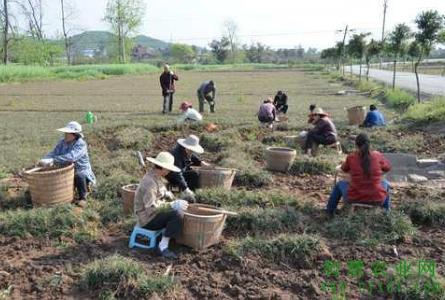 农业中草药：麦冬栽培采收及其虫害防治6