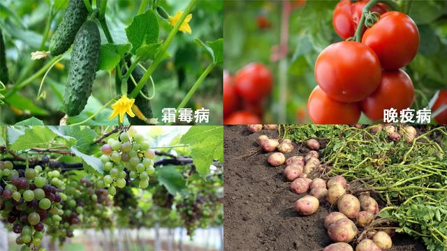 荣获Agrow Awards植保奖的杀菌剂-氟噻唑吡乙酮的特点和施用技术