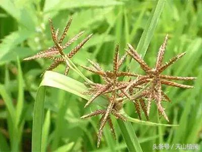 恶性杂草三棱草在玉米田防治是个方法3