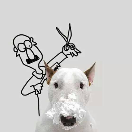 狗狗头像高清霸气(高级又沙雕的狗狗头像)