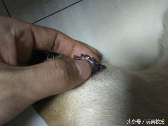 狗狗长舌刺怎么治(舌头上面长舌刺是怎么回事)-艾拉养犬