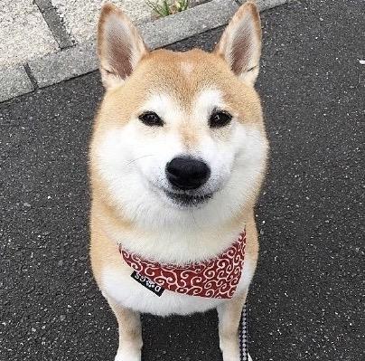 狗狗头像高清霸气(高级又沙雕的狗狗头像)