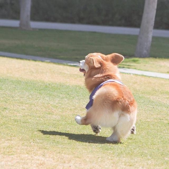 狗狗头像高清霸气(高级又沙雕的狗狗头像)-艾拉养犬