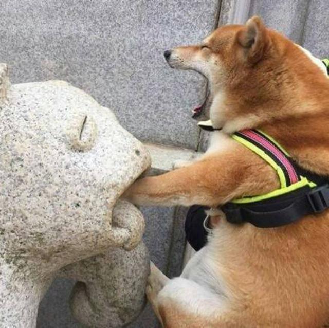 沙雕狗狗头像情侣图片