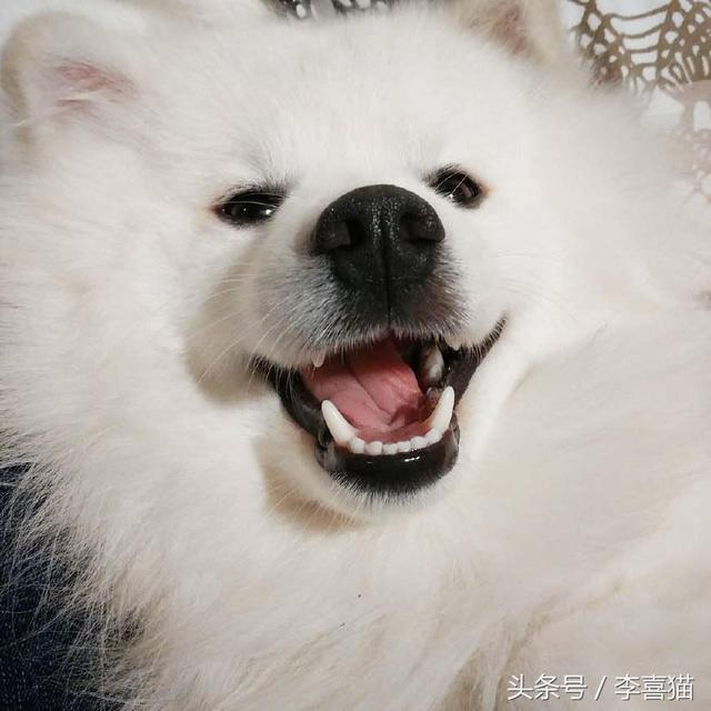 爱斯基摩犬图片