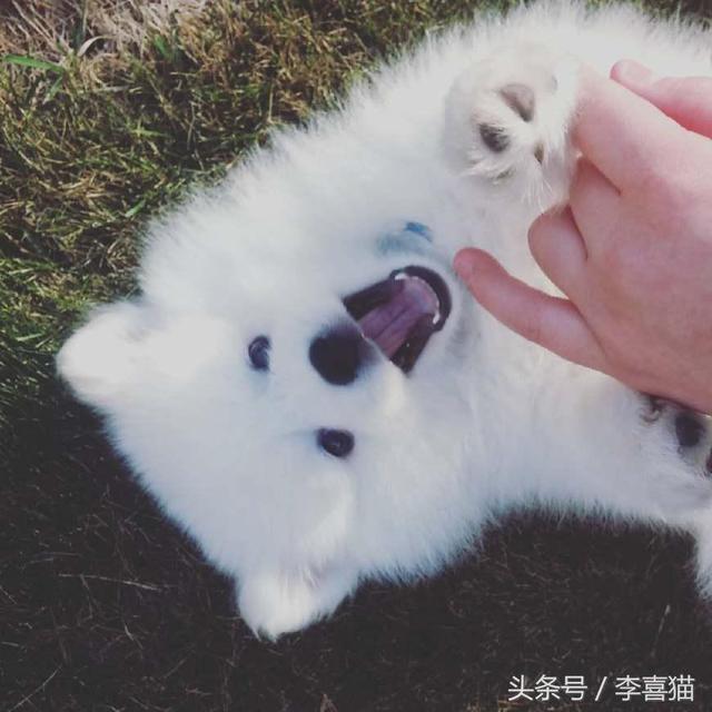 爱斯基摩犬图片