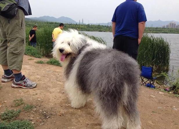 古牧犬(为什么不建议养古牧犬) 资讯 第5张