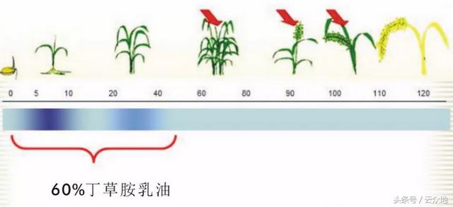 水稻直播田用60%丁草胺乳油封闭除草，防除稗草、千金有特效！6