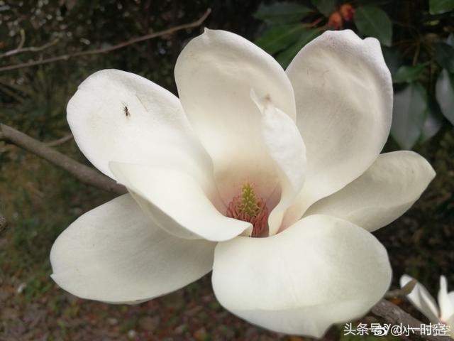 白兰花花语