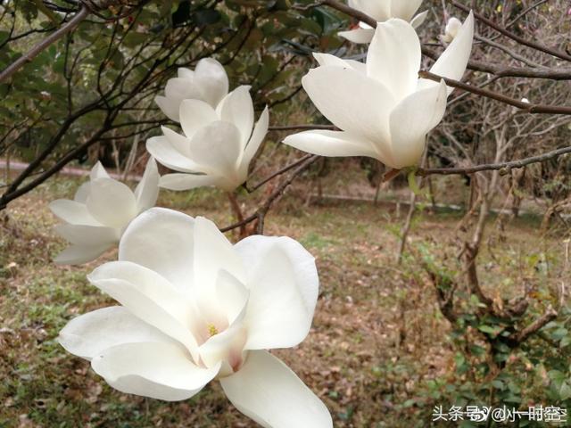 白兰花花语