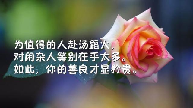 早安鼓励的句子180425：与其等死，努力一下又不会死