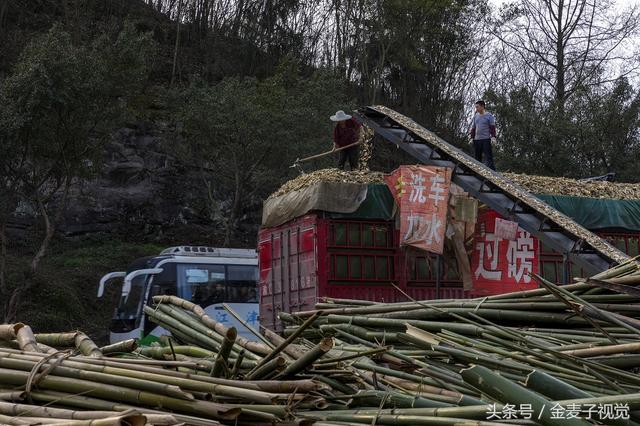 竹子破碎机视频大全集